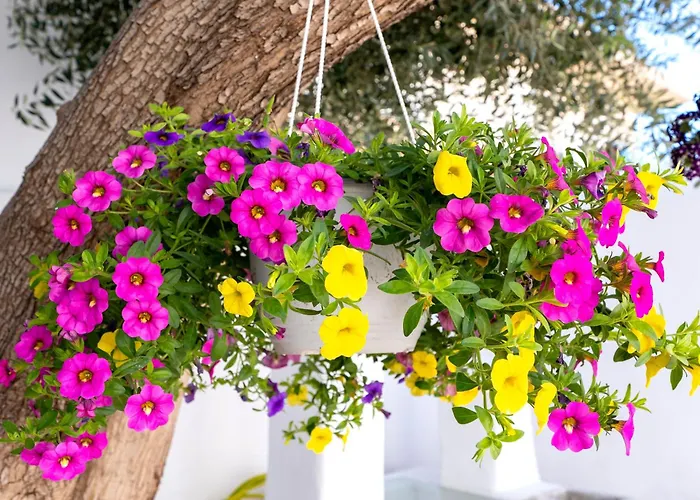 Apartmán Del Capo *