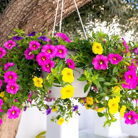 Appartement Del Capo *