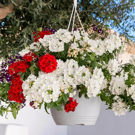 Del Capo * Rhodes City